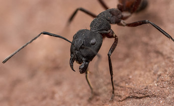 &nbsp; / Single macro shot of an ant in its environment