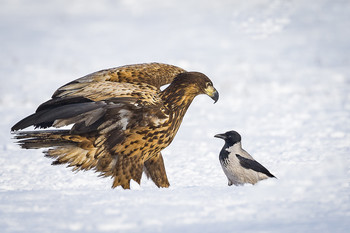 &nbsp; / Seeadler versus Nebelkrähe