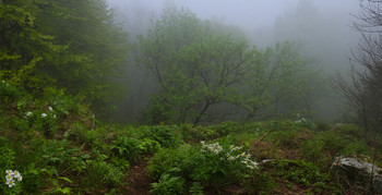 в туманном лесу / ____