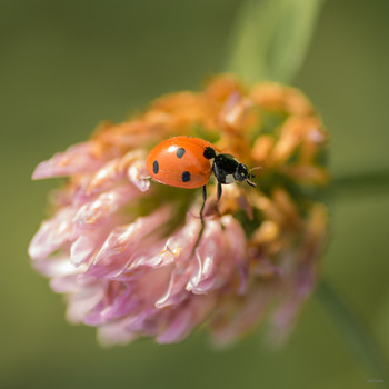 Огромный неизведанный мир вокруг... / Семиточечная коровка (Coccinella septempunctata) на клевере