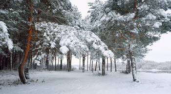 Зимний лес у Оки. / ***