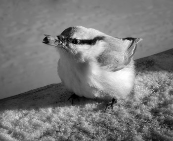 Пушистик... / с семечкой