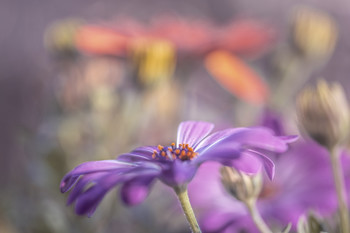 &nbsp; / Just a shot of flowers in my garden