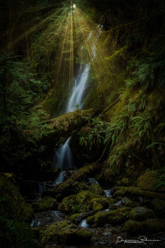 &nbsp; / Morning light rays breaking through the trees at Merriman Fall in Quinault, Washington