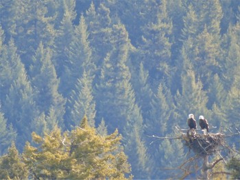 &nbsp; / Mature Eagles return and nest in this ancient forest canopy to create the next generation of eagles that will patrol the sky's of Canim Lake BC Canada.