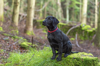 &nbsp; / Labrador puppy of 6 Months in the Cairngorms