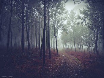 &nbsp; / Este rincón de el camino lleno de niebla me pareció lleno de magia.La foto esta hecha con un movil