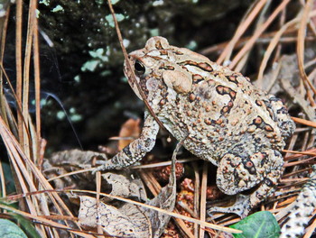 Fowler's Toad / Вирджиния