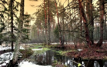 Февральская зарисовка / Февраль принёс собой очередную порцию тепла, зазеленела трава возле ручья