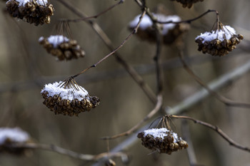 / These snow capped seed pods sure looked pretty
