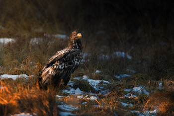 &nbsp; / After staying in the hide all day the eagles came to feed in the warm evening light making the wait worth while.