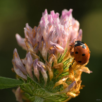 Вертикальный подъём / Семиточечная коровка (Coccinella septempunctata) на клевере