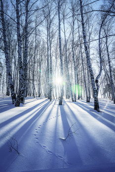 путь к солнцу / солнечный зимний лес