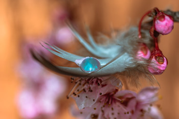  / Pluma sujeta en ramas con gota en su extremo.