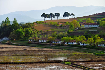 Countryside scenery / North Korea. Village and rice fields