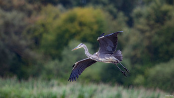 &nbsp; / The Grey Heron, also called Heron, is a bird species of the order Pelecaniformes. It is widespread and common in Eurasia and Africa. Four subspecies are distinguished worldwide. In Central Europe it is represented by the nominative form Ardea cinerea cinerea. 
Scientific name: Ardea cinerea
(Wikipedia)