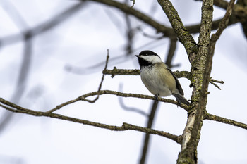 &nbsp; / This Black Capped Chickadee was singing its heart out up in the tree