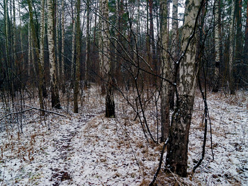 Малоснежный февраль / Зимний лес,снег и березы
