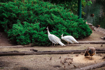 &nbsp; / На прогулке!