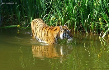 Тигр / Из Википедии:
"Зоопарк Хагенбека (нем. Tierpark Hagenbeck) — зоопарк, расположенный в немецком городе Гамбурге. Он был открыт 7 мая 1907 года и стал первым в мире зоопарком, в котором для животных были воссозданы природные условия их обитания — деревья, водоёмы, скалы.
Основатель зоопарка Карл Хагенбек был учёным, коммерсантом и дрессировщиком. У него был свой цирк и он занимался торговлей дикими животными. В настоящее время зоопарк находится в частной собственности и принадлежит семье Хагенбек. Площадь зоопарка составляет 25 га. Он представляет собой сеть из троп и дорожек протяженностью около 7 км, прогуливаясь по которым можно увидеть 210 видов животных. У главного входа в зоопарк расположен тропический аквариум с 290 видами животных и пресмыкающихся.
Слайд-шоу о зоопарке: https://www.youtube.com/watch?v=Ms1GfBntMoE
Альбом «Животные, рыбы»: http://fotokto.ru/id156888/photo?album=59867 "Зоопарк Хагенбека" http://fotokto.ru/blogs/tierpark-hagenbeck-hamburg-33199.html