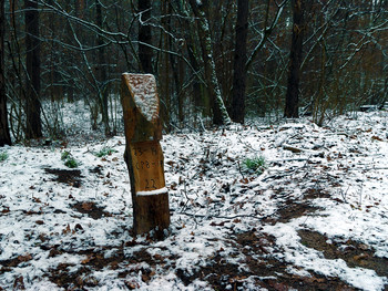 Лесосечный столб / Столб,снег и участок леса в феврале