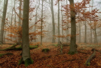 Листья жгут ... / Первая неделя зимы ... Лесной пейзаж .
