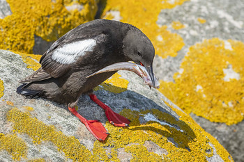 &nbsp; / Gryllteiste - DK - wildlife