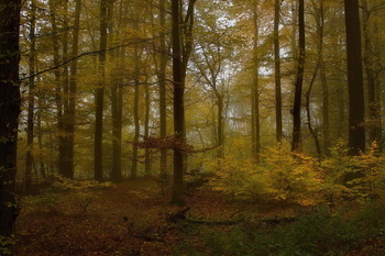 Уходящая осень / Лесной осенний пейзаж .