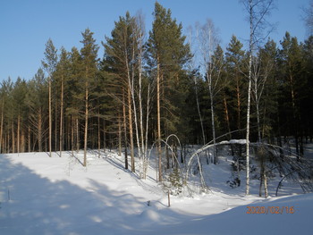 &quot;А просто зима!&quot; / Сосновый лес вблизи Томска