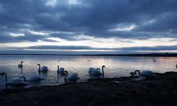 Сном туманов окружены... / Лебеди на озере