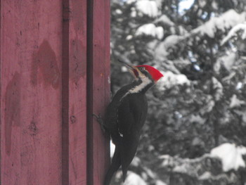 &nbsp; / Pileated Woodpecker searching for grubs between the houses wood sidling layers