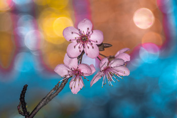 &nbsp; / En pleno brote de este árbol se aprecian sus flores en estos días de febrero.