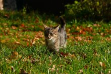 Котёнок / Осенняя прогулка в Каложскомм парке, Гродно