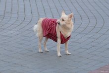 Городской житель / Собачка на Совецкой площади