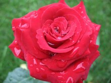 Rose / Алая роза