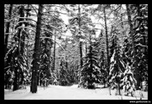 В зимнем лесу / январь 2007