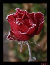 Frozen Rose / #####