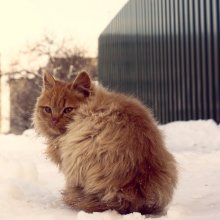 каждый кот мечтает быть львом... / ... и чтобы пришла весна