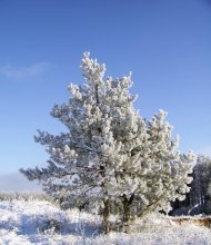 у лесе на паляне / нямашука