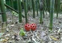 находка / крым осень бот.сад бамбуковый гриб