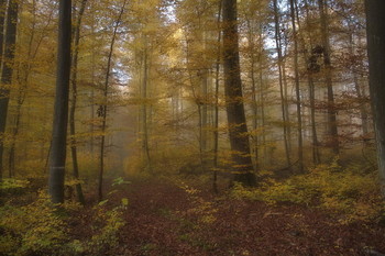 Сказка осени .. / Осенний лесной пейзаж .