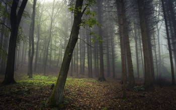 Eifelnebel / Unterwegs im Wald