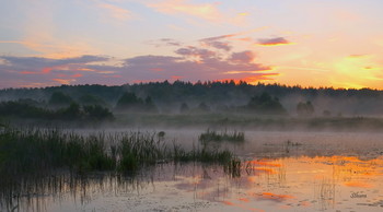 Летнее утро. / Летние туманы. Озеро Сосновое юго-восток Московской области.