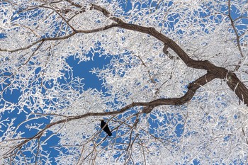 Под голубыми небесами. / Дерево покрытое снегом и инеем на котором сидит ворона, сквер &quot;Гвардейский&quot; Красноярск.