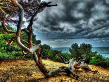 &nbsp; / Tarragona bosc de la Marquesa - Tarragonès