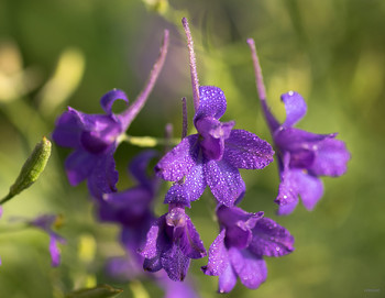 Нежность... / Живокость полевая - Васильки рогатые - Шпорник (Delphinium consoIida L.)