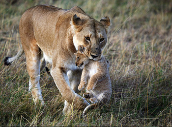 Уроки воспитания / Кения. Национальный парк Масаи Мара. Львы