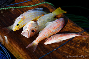 &nbsp; / Freshly catched fish. Zanzibar, Tanzania