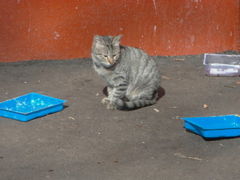 Не все коту масленица / пост