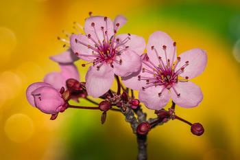 &nbsp; / Flores del árbol ciruelo japones, en Madrid esta plantado en los parques en grandes cantidades.